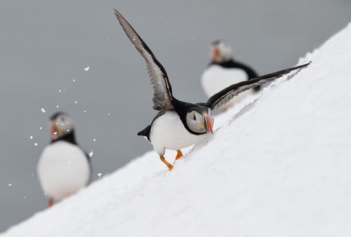 Arctic seaducs and puffins on snow -photography tour