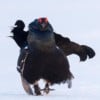 Black grouse - birds and mammals in spring