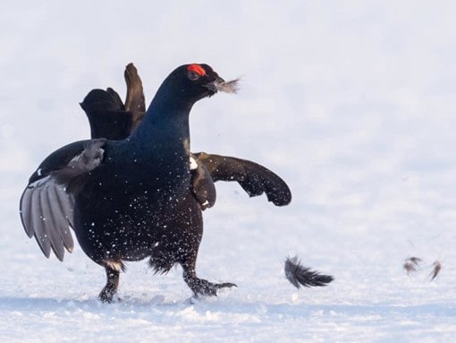 Black Grouse Photography / Teerikuvaus | birds and mammals on snow photography tour