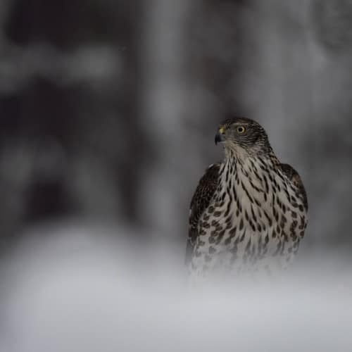 birds and mammals on snow photography tour