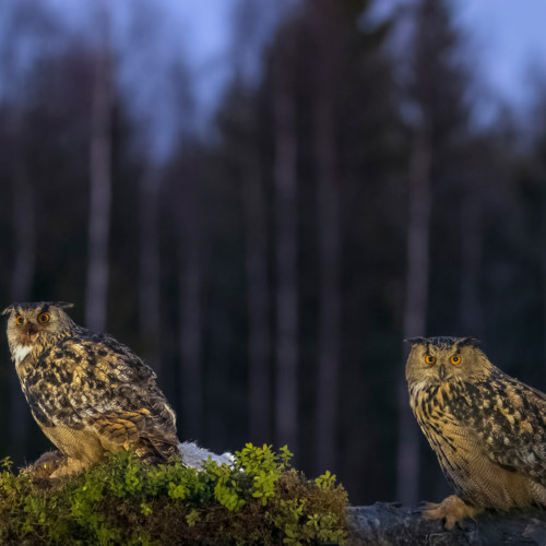 Eagle Owls from forest feeder hide