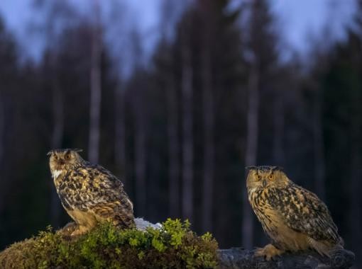 Eagle Owls from forest feeder hide