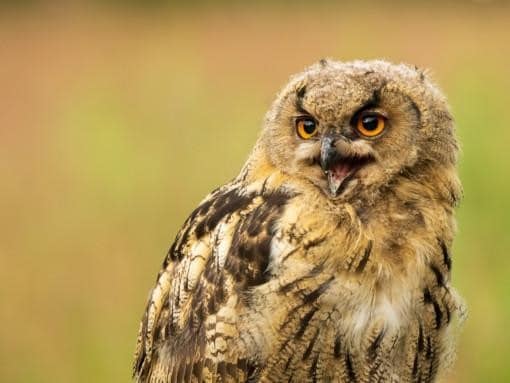 Eagle Owl photographed at Forest feeder hides in autumn