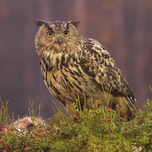 Eagle Owl in autumn