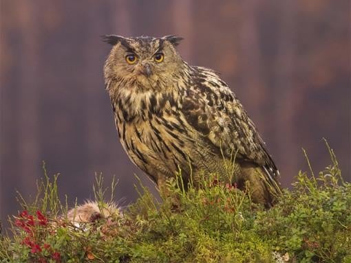 Eagle Owl in autumn