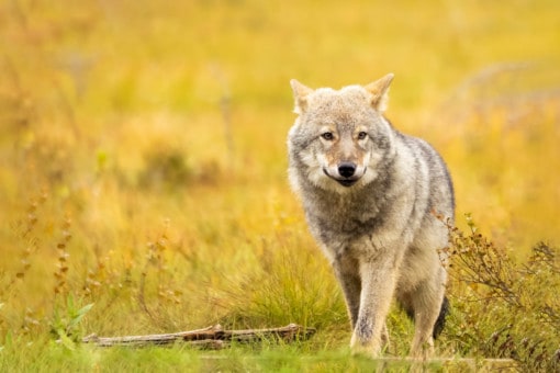 Wolf - bids and mammals in autumn colours