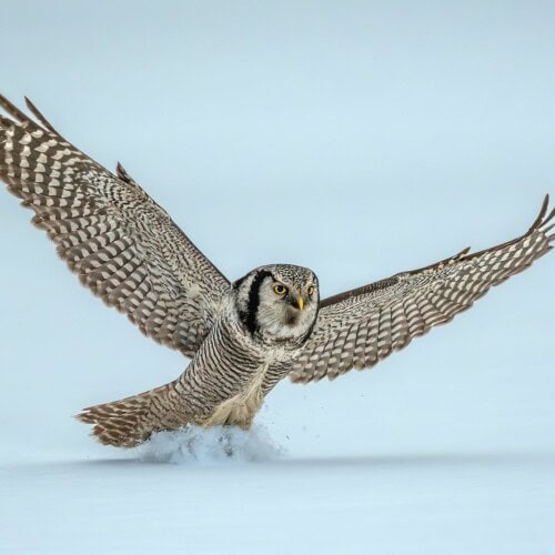 Owls of Finland - Hawk Owl