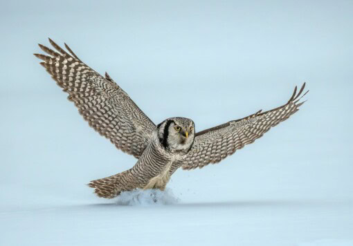 Owls of Finland - Hawk Owl