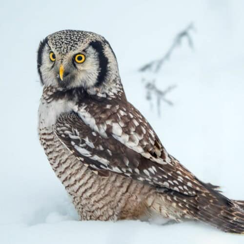 Owls of Finland - Hawk Owl