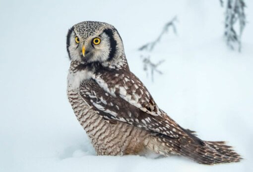 Owls of Finland - Hawk Owl