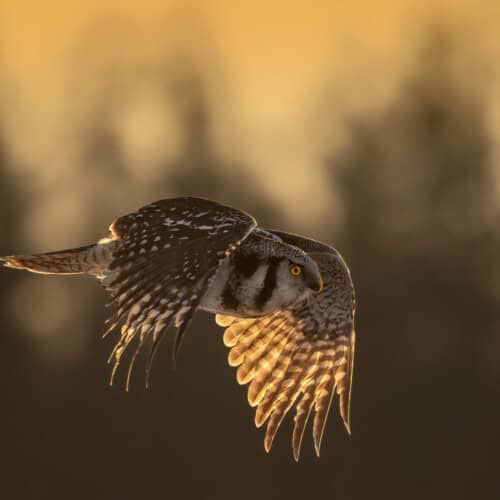 Owls of Finland - Hawk Owl