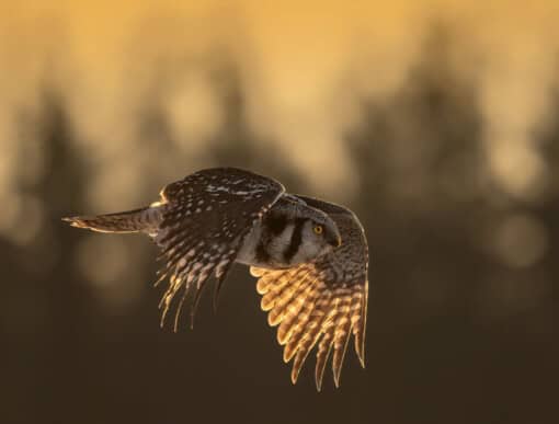 Owls of Finland - Hawk Owl