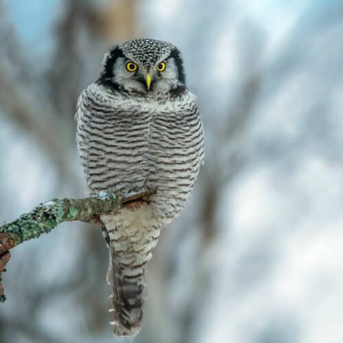 Owls of Finland - Hawk Owl