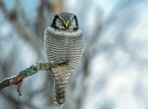 Owls of Finland - Hawk Owl