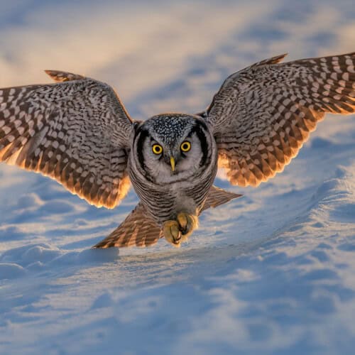 Owls of Finland - Hawk Owl