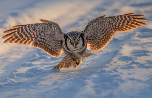 Owls of Finland - Hawk Owl