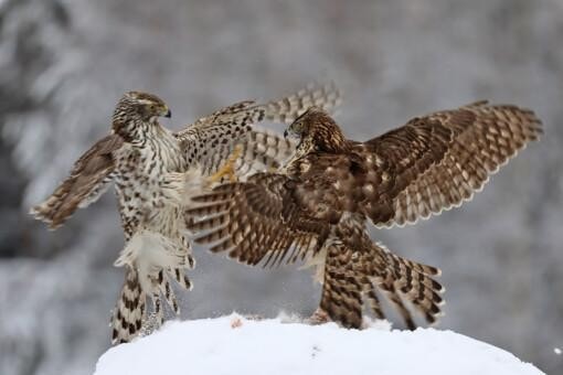 Black Grouse and Goshawks in Action - Image 3