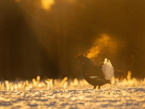 Black Grouse and Goshawks in Action - Image 2