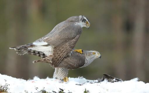 Black Grouse and Goshawks in Action - Image 5