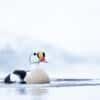 King Eider photographed from a floating hide in Båtsfjord