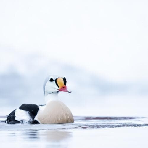 King Eider photographed from a floating hide in Båtsfjord
